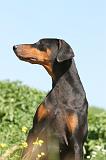 DOBERMANN 943